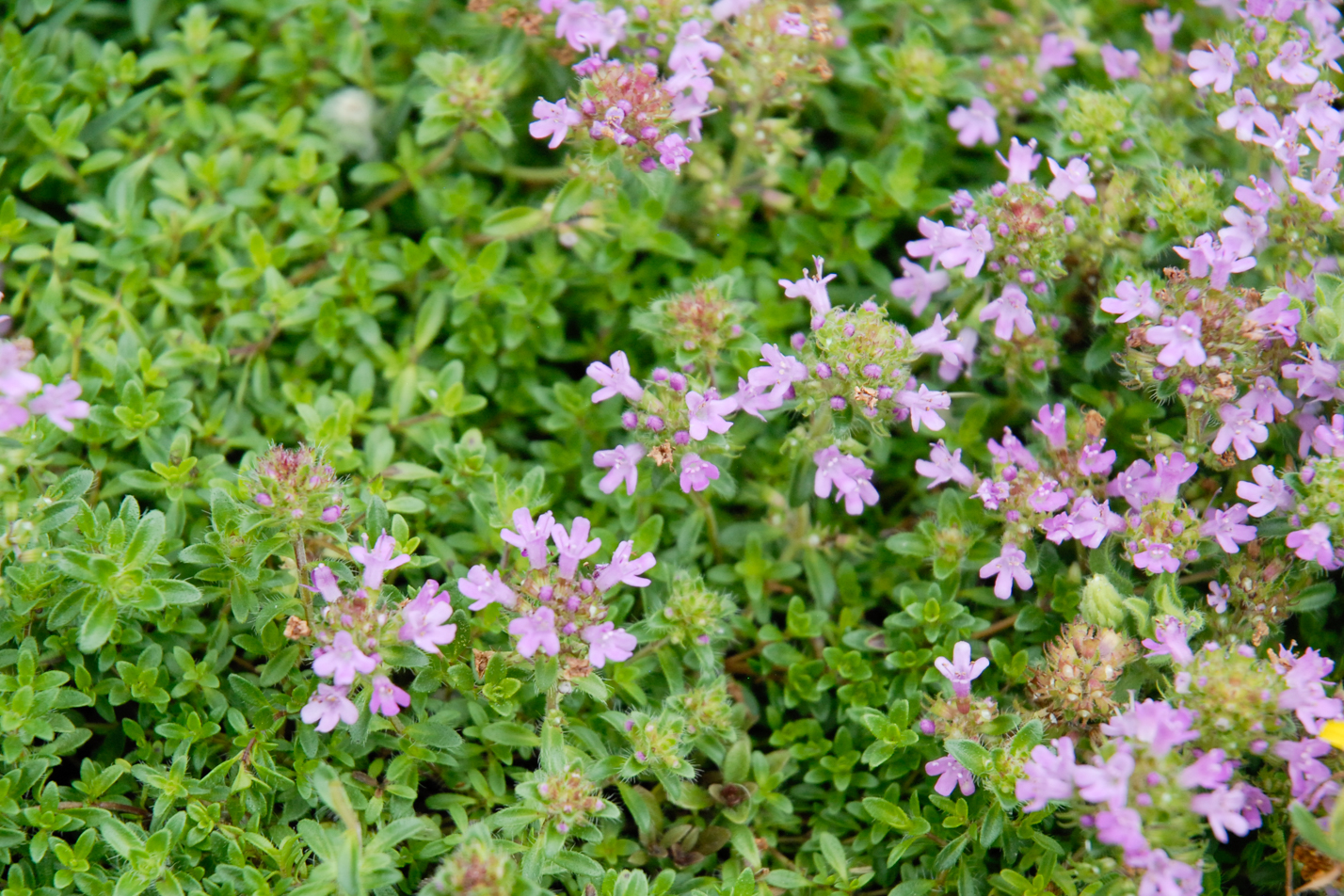 Pink Chintz Thyme